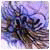homaseter's picture