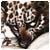 luckycapone-anoni's picture